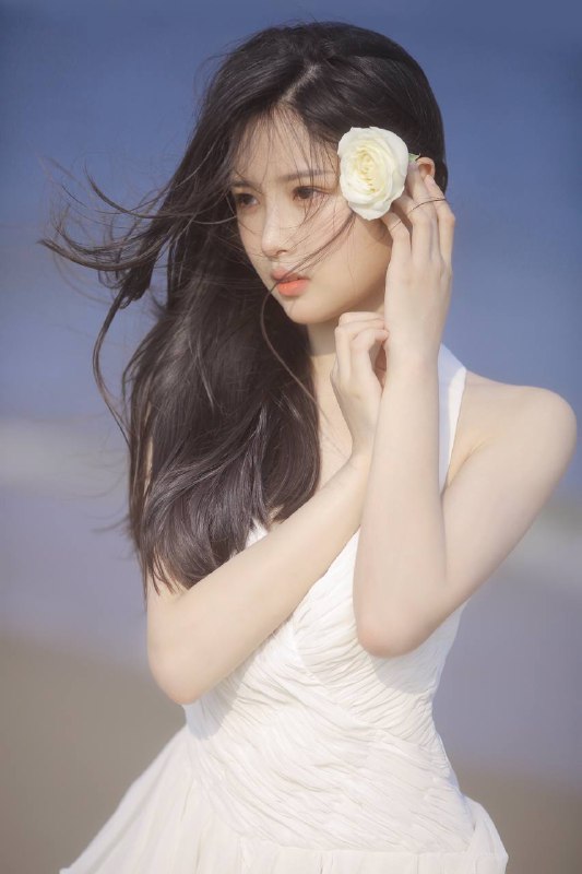 “风之白玫瑰”